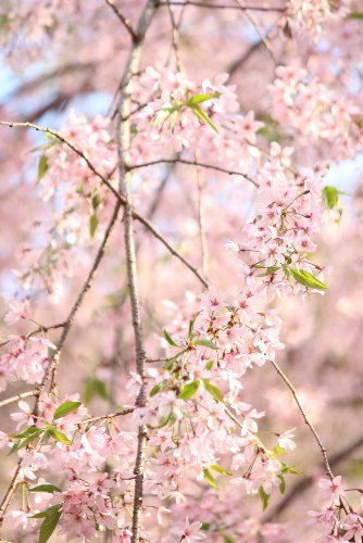 5333-一重紅枝垂れ桜　ピンクに染まる　縦.jpg